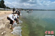 新昌云南江川举行增殖放流活动 逾54万尾鱼游入星云湖